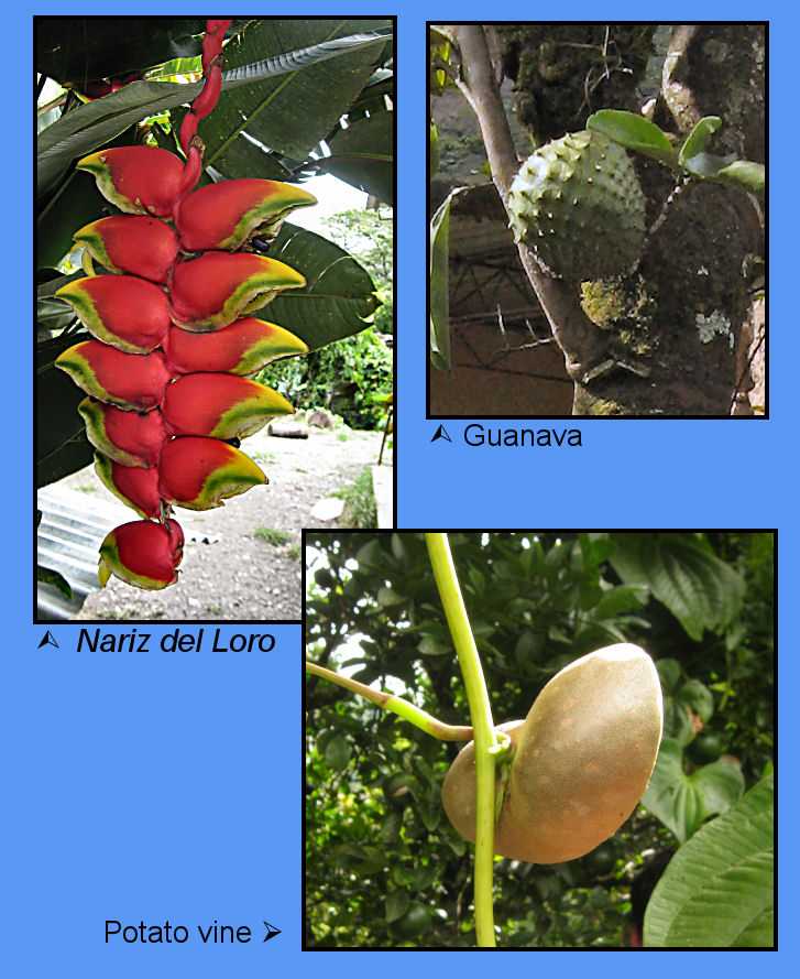 Fruits on Jose and Julia's Farm