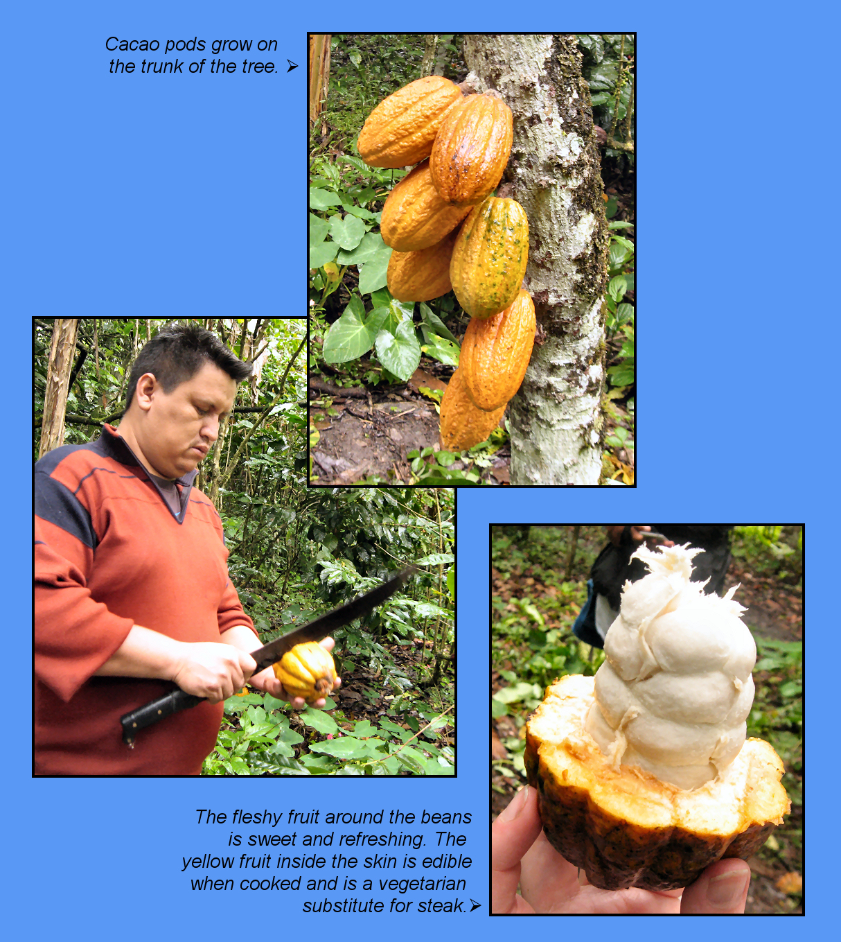 Cacao Pods on Raul's Farm in Peru