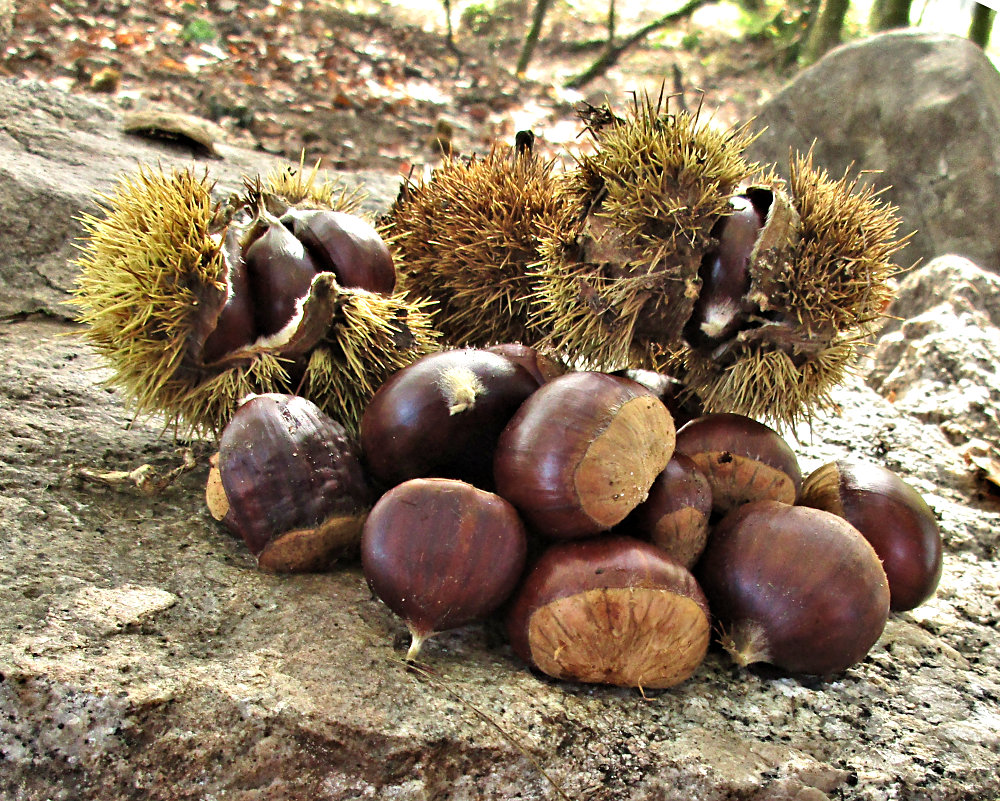 Chestnuts in Spain