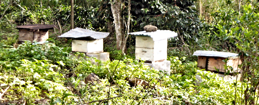 Bee hives on organic coffee farmin Peru