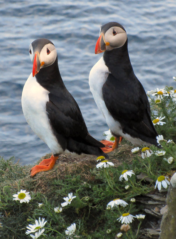 Puffins in the Shetland Islands