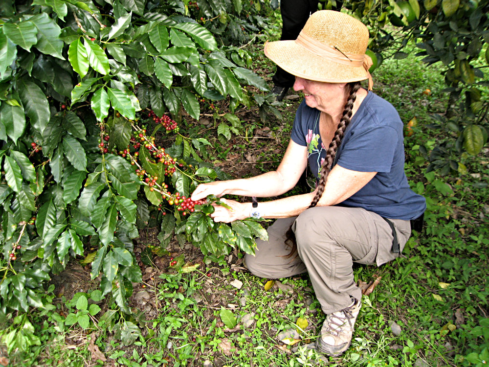 Cathy Picking Coffee Beans in Peru