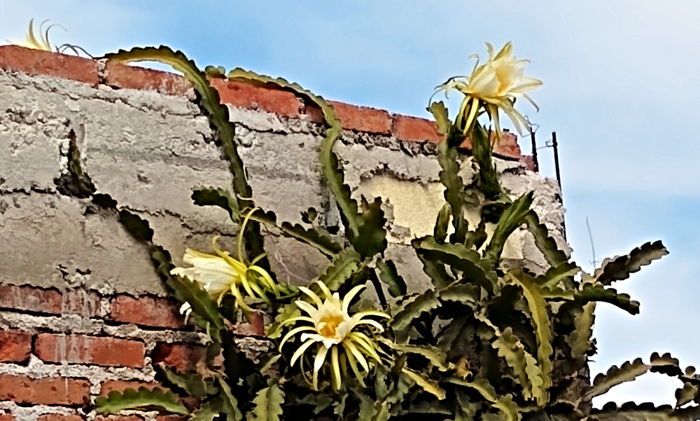 Dragonfruit Flowers