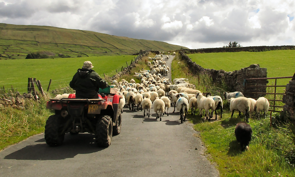 Man herding sheep on a tractor