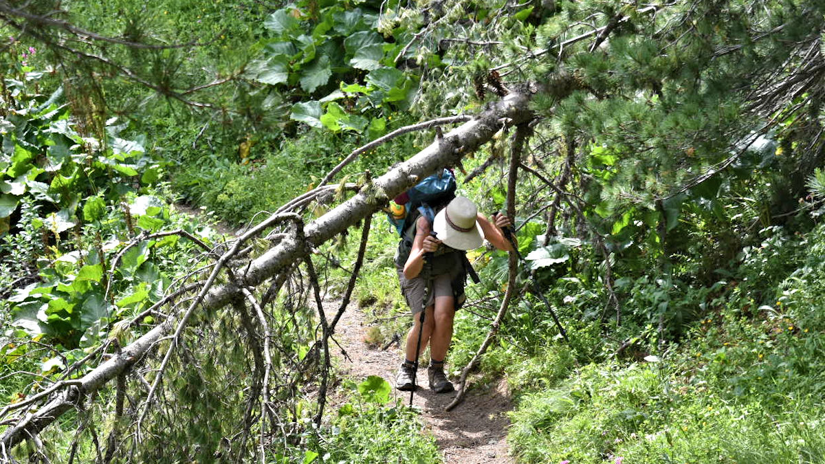 Cathy ducking under a tree trunk that is over the trail