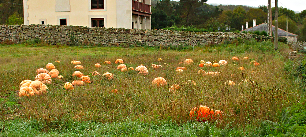 Pumkins in a field near Lugo