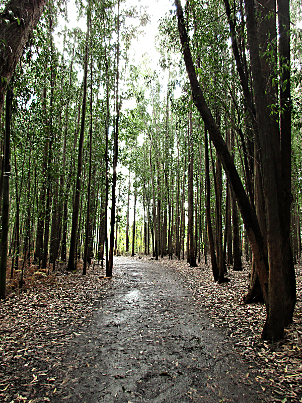 Camino trail through a forest