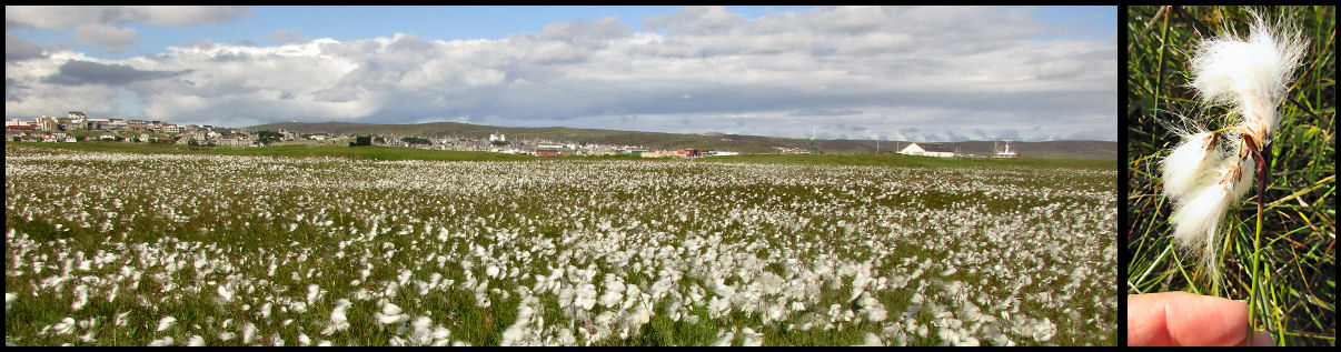 Cotton Sedge field on Bressay Island