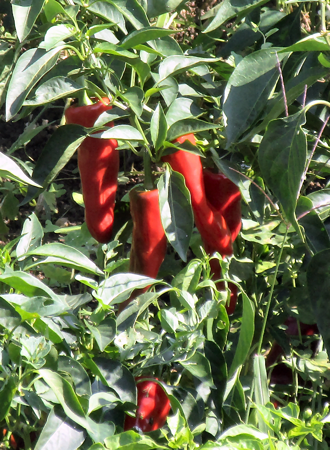 Pepper plants on Camino