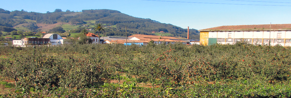 Orchards surrounding Villaviciosa