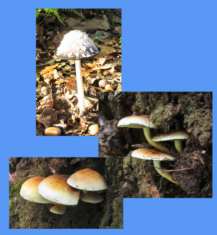 Mushrooms on the trail