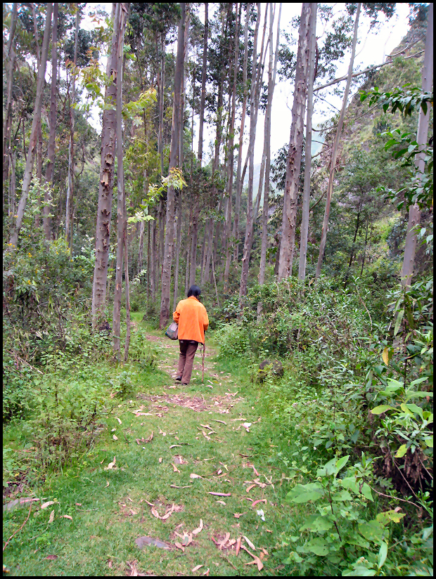 Eucalyptus forest on the trail from Chinchero to Urquillos