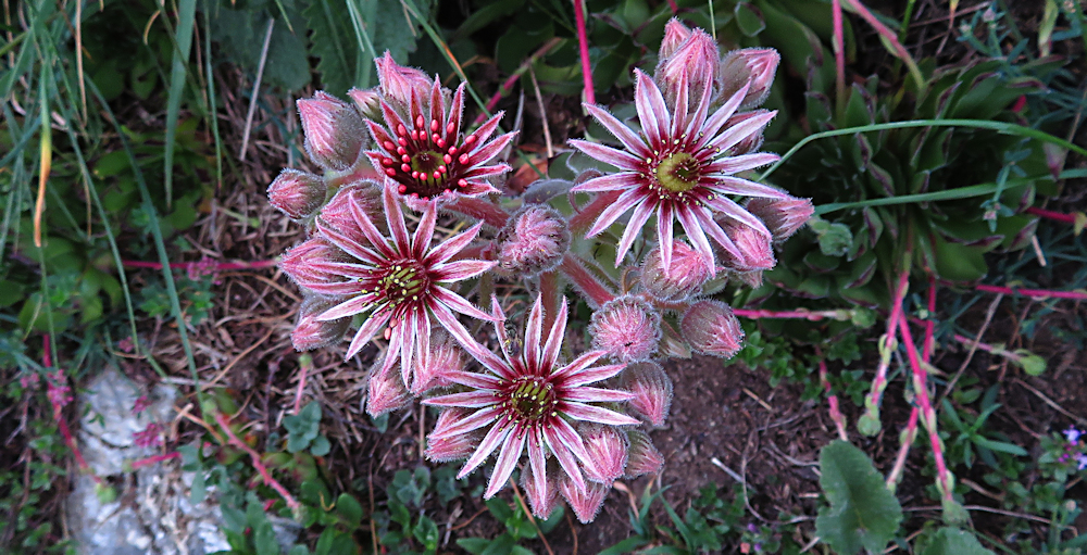 Wildflowers that look like fireworks