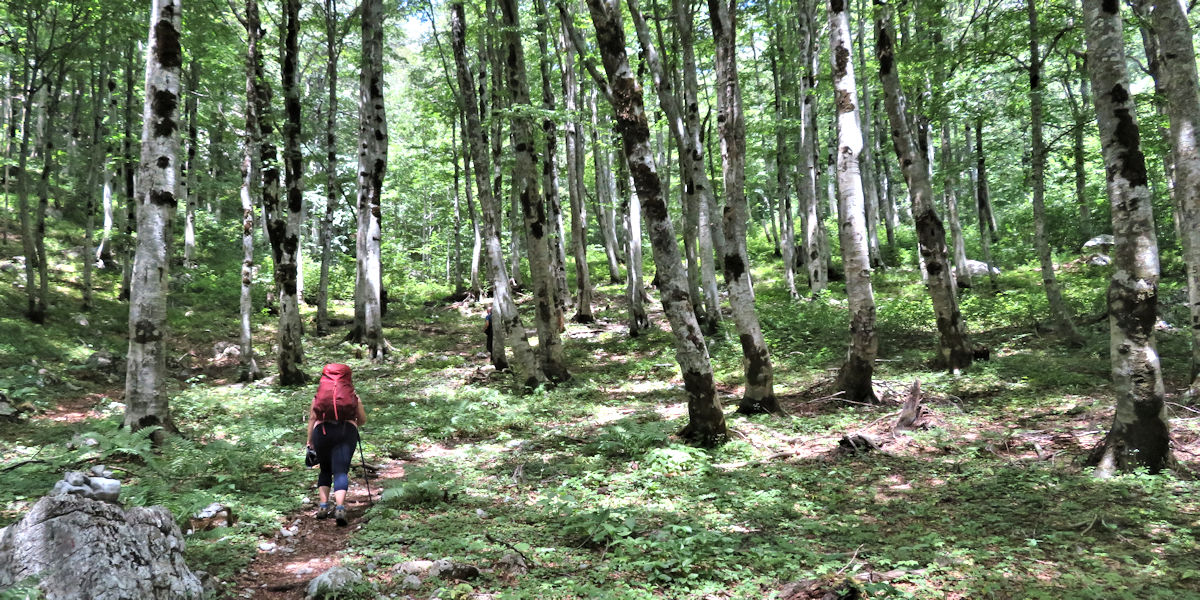 Forest near Borit Pass in the Albanian Alps