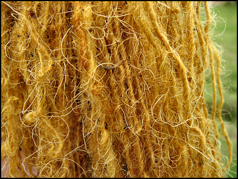 Golden colored yarn using natural dyes