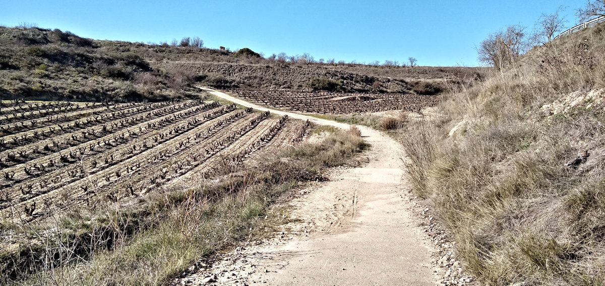 Camino de Santiago: walking through vineyards in winter