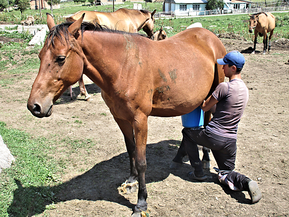 Man in Jyrgalan milking a mare