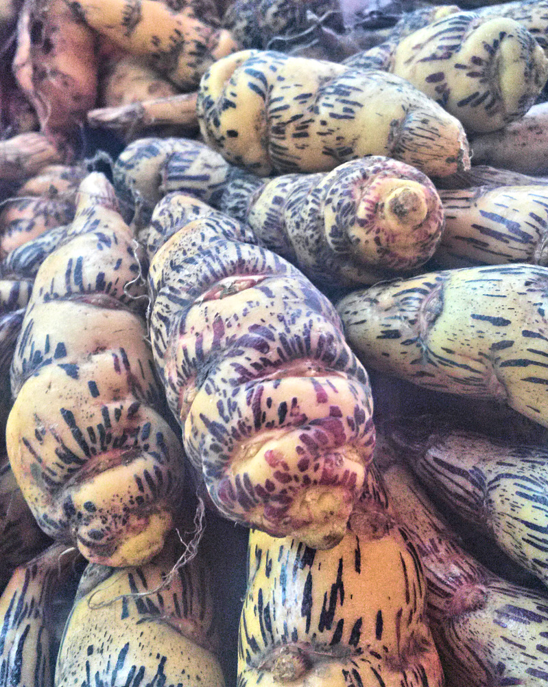 Oca Negra at the San Camillo Market