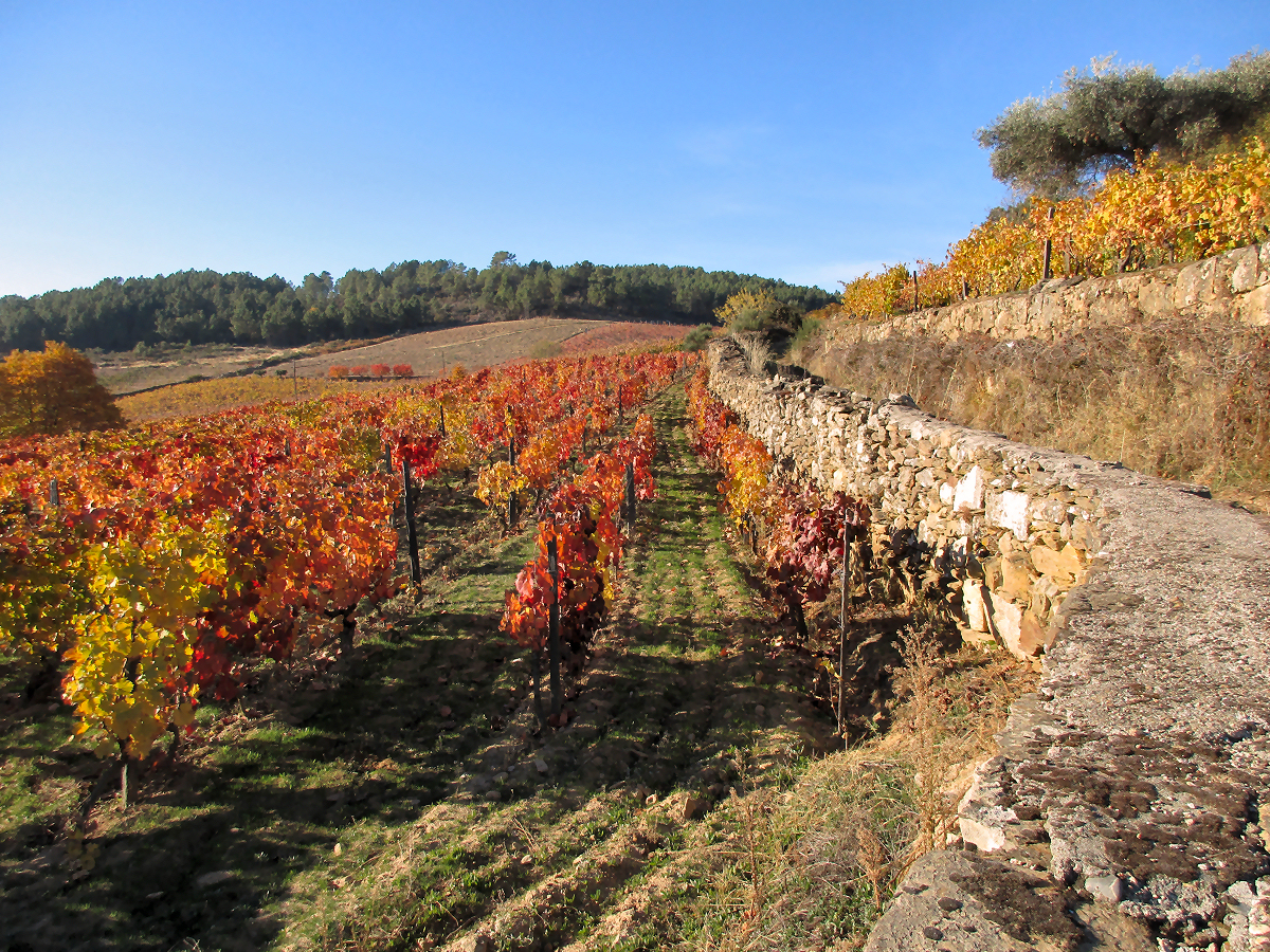 The Douro Vineyards in the fall