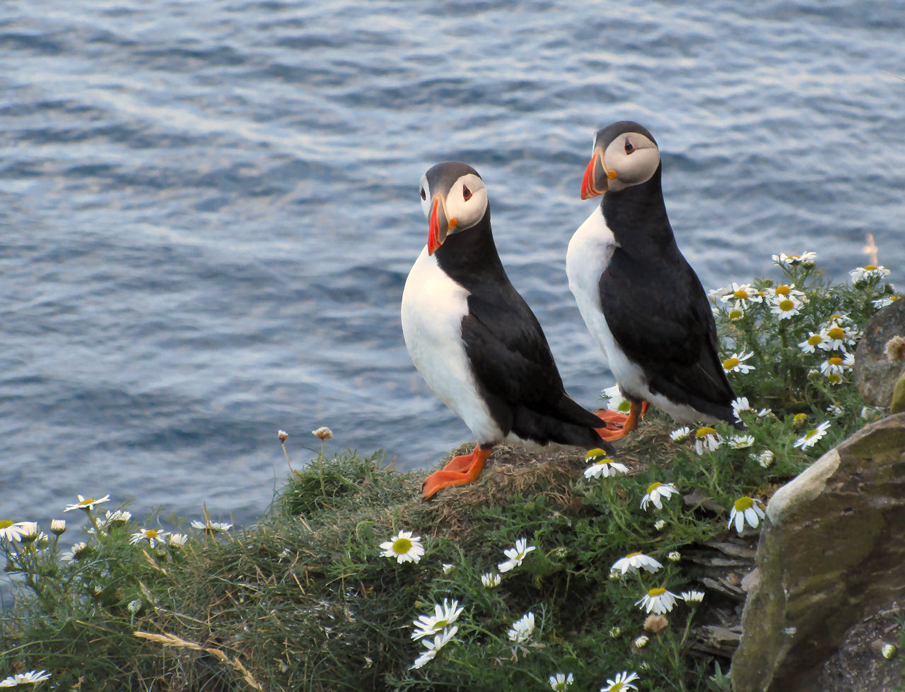 Puffins on Shetland Island