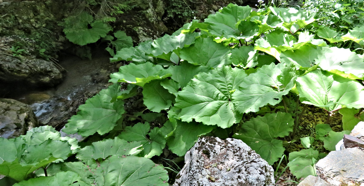 Wild Rhubarb growing along the creek