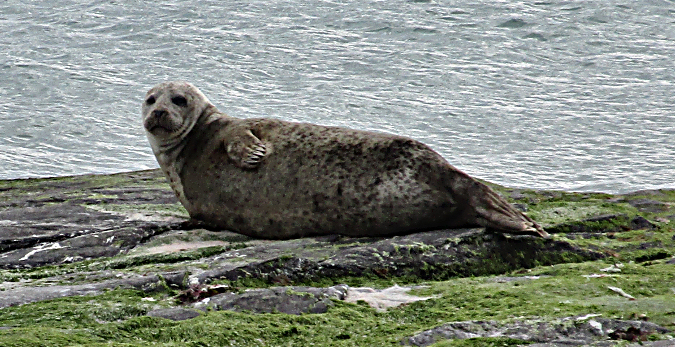 Seal on the beach of North Ronaldsay, Scotland