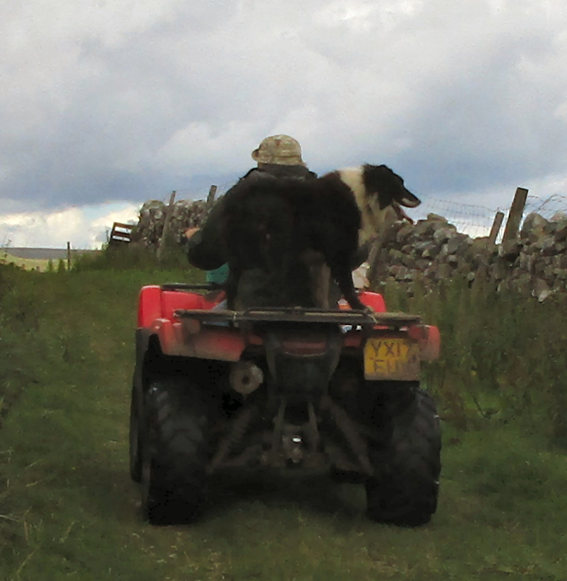 Farmer with his sheep dog on the back of the tractor