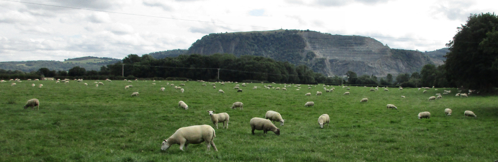 Sheep in a pasture