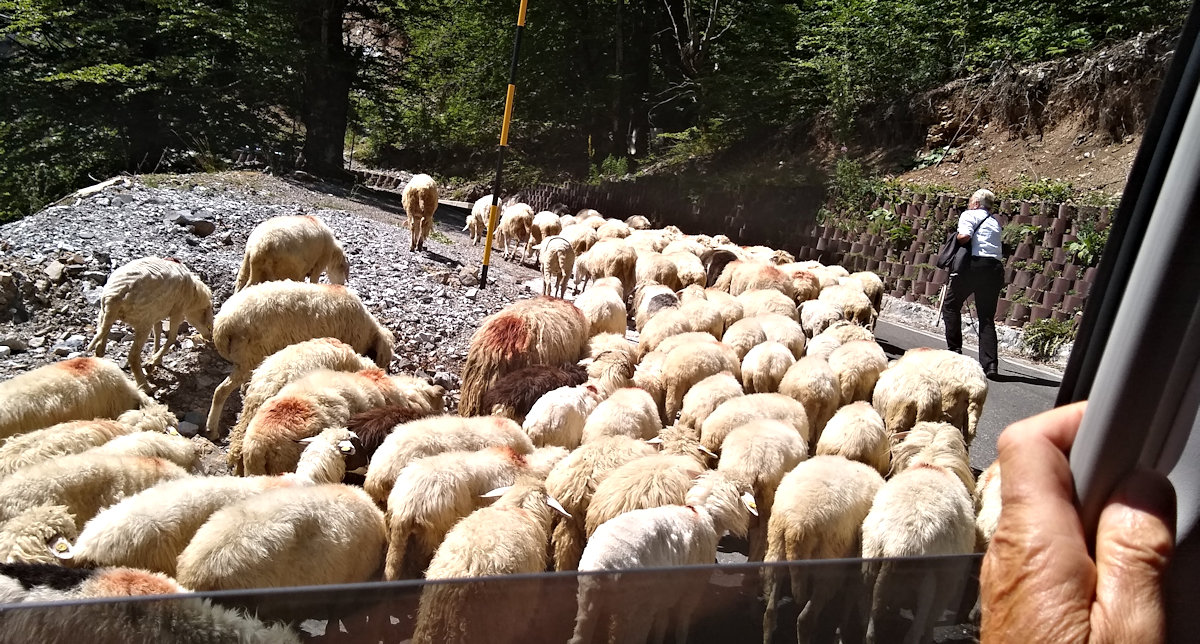 Flock of sheep on the road just outside of Theth