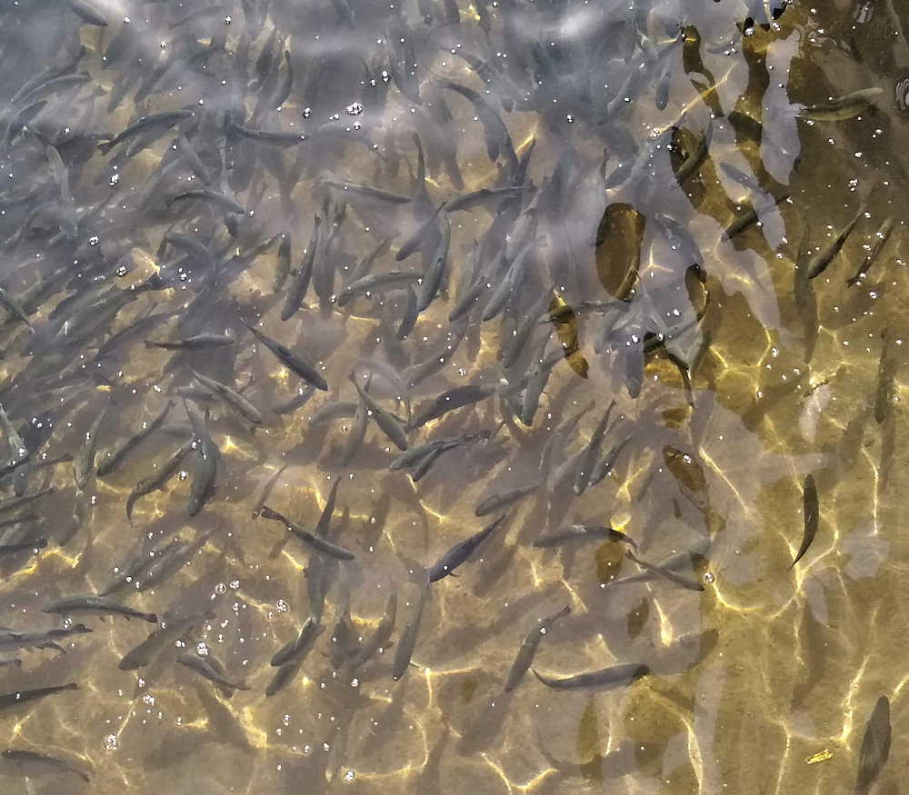 Hundreds of trout swimming in a giant pool on the terrace at Rogava Camp