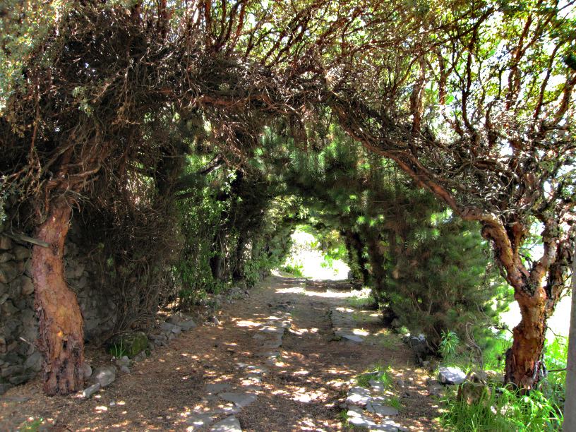 Tunnel arbor of trees you walk through to get to the inn