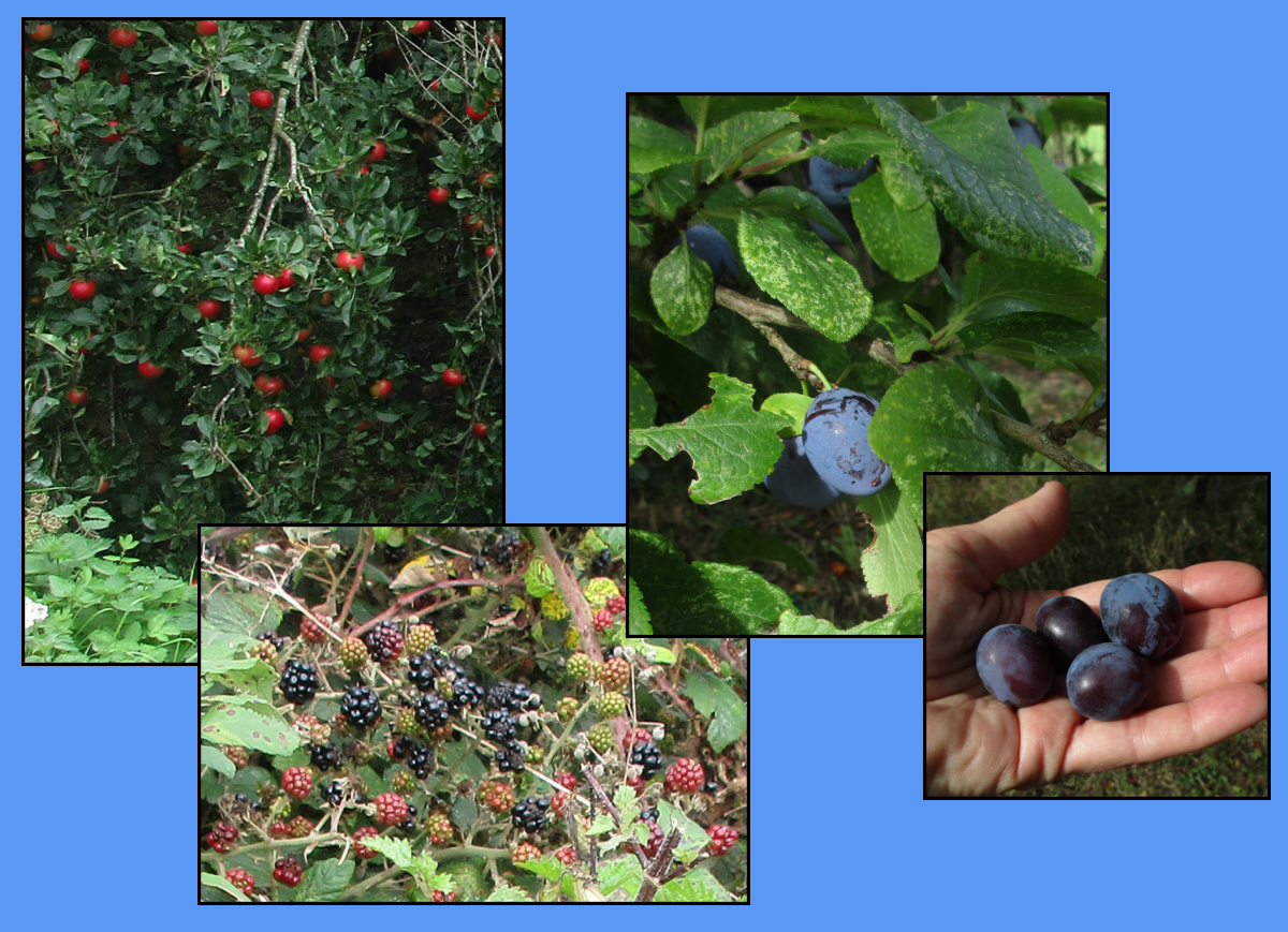 Various wild fruits I picked on the first day
