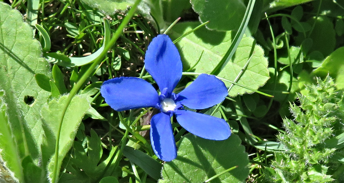 Blue wildflower