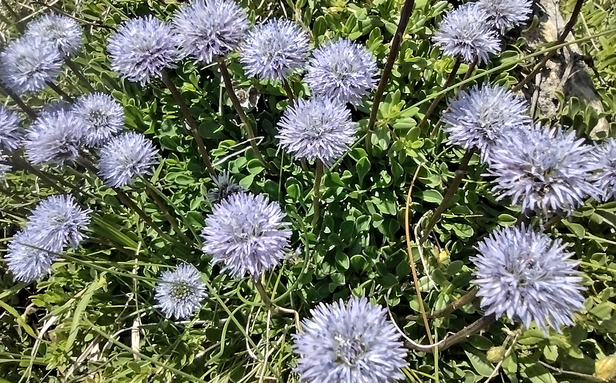 Lavender wildflowers