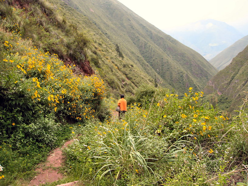 Wildflowers along the trail from Chinchero to Urquillos in Peru