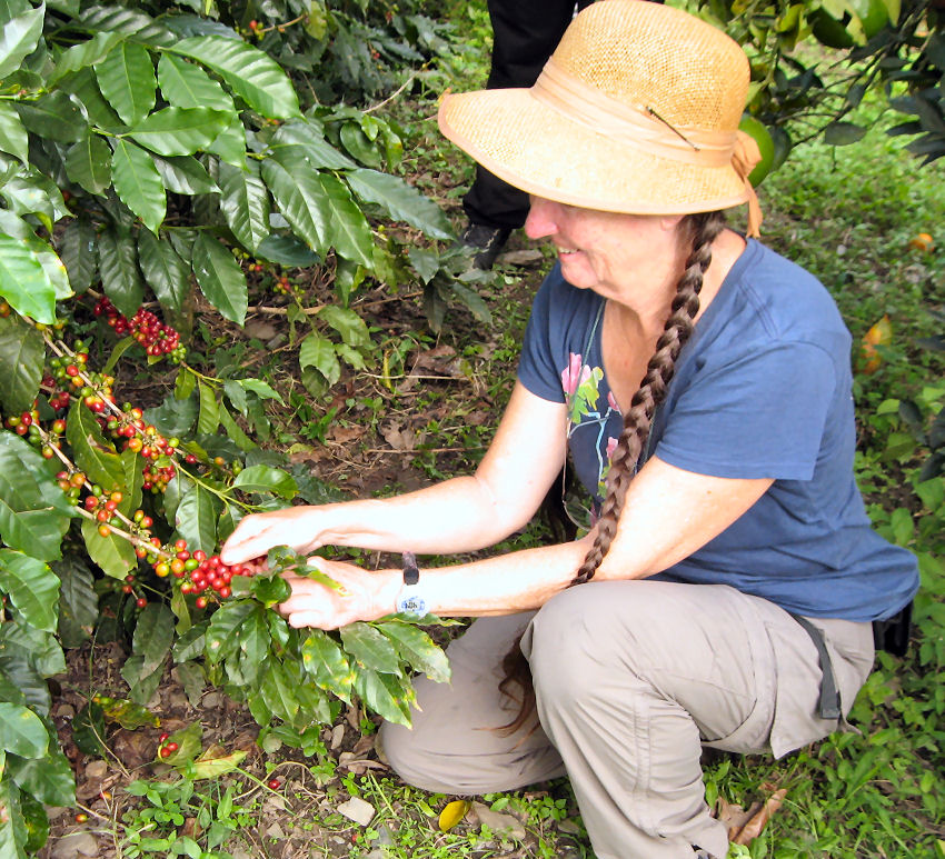 Harvesting Coffee Berries in Peru